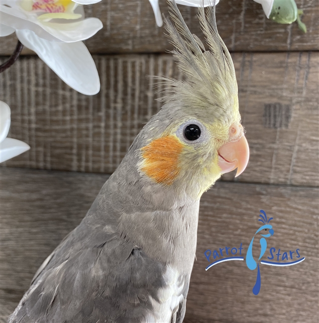 Cockatiel - Grey - Male