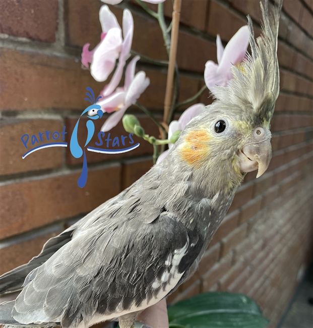 Cockatiel - Grey - Male