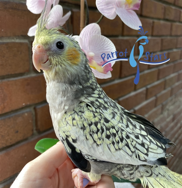 Cockatiel - Grey Pearl - Male