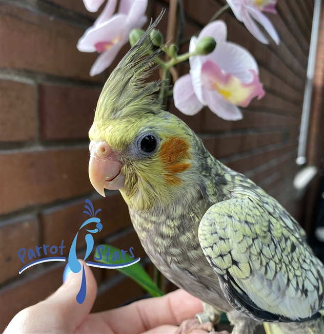 Cockatiel - Grey Pearl - Male