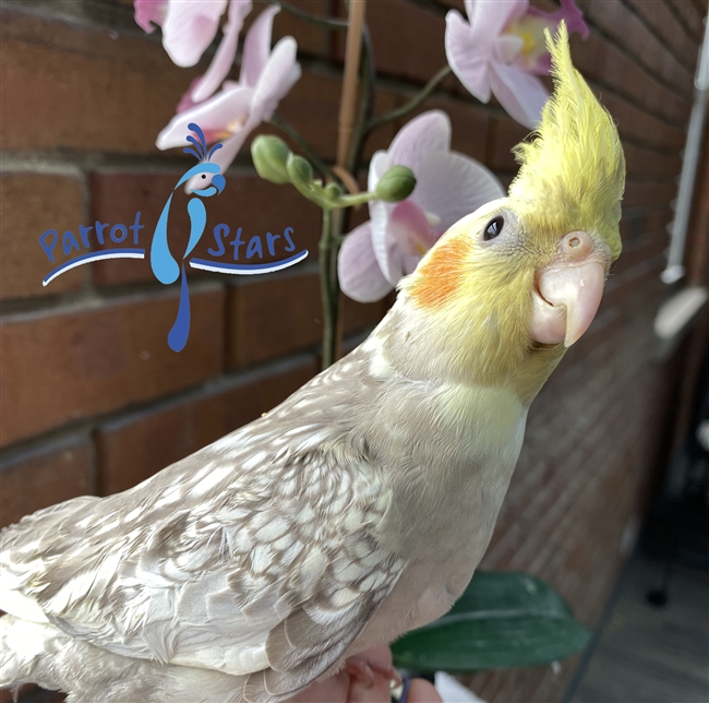 Cockatiel - Cinnamon Pearl - Female