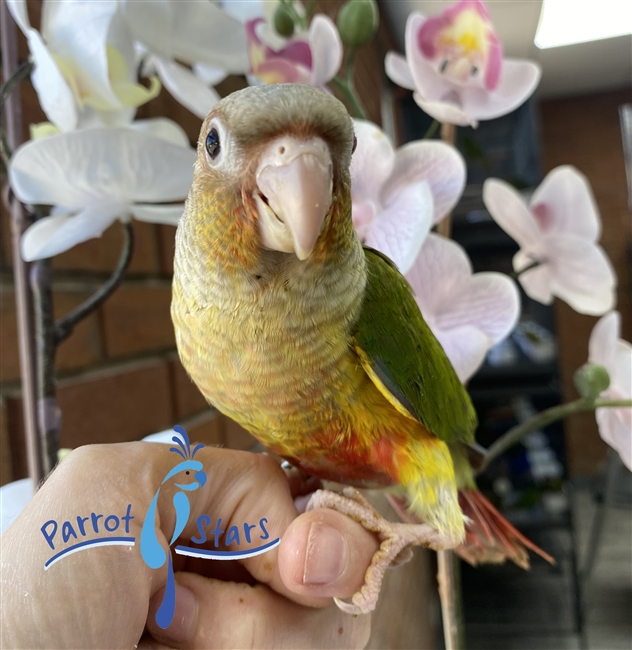 Green Cheek Conure - Pineapple - Female