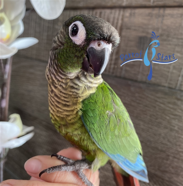 Green Cheek Conure - Normal - Male