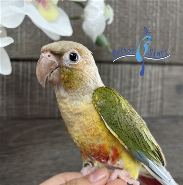 Green Cheek Conure - Pineapple - Female