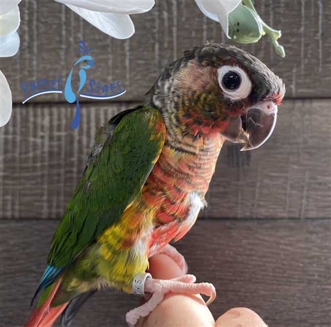 Green Cheek Conure- Yellow Sided - Male