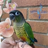 Green Cheek Conure - Yellow Side - Male