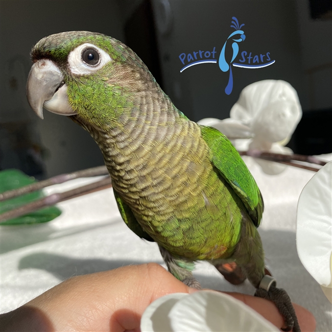 Green Cheek Conure - Normal - Male