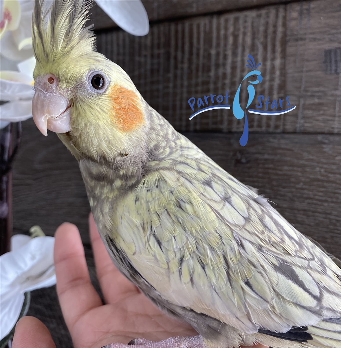 Pearl cockatiel for store sale