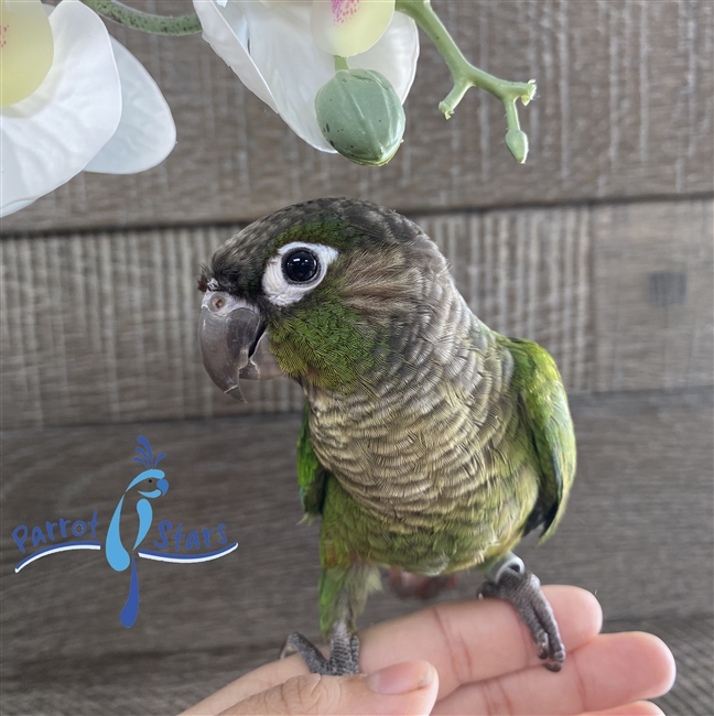 Green Cheek Conure -  Normal - Male