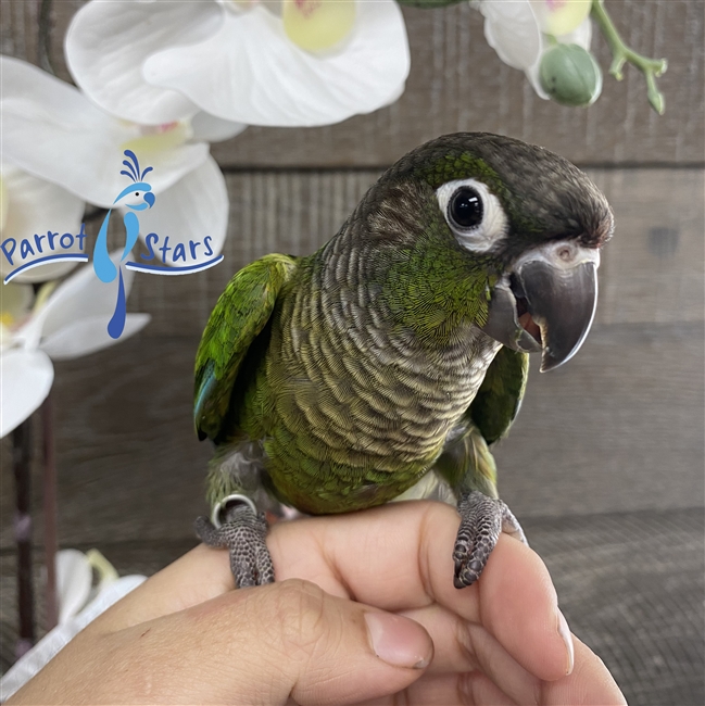 Green Cheek Conure -  Normal - Male