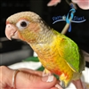 Green Cheek Conure - Pineapple - Female