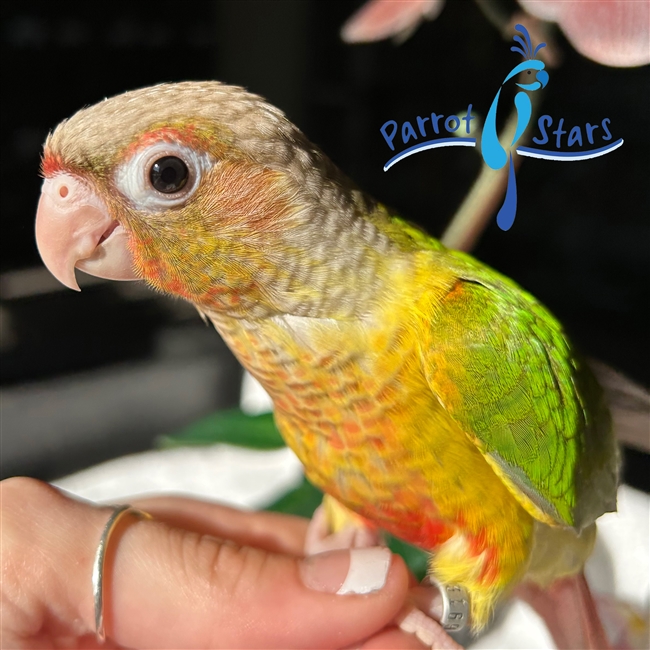 Green Cheek Conure - Pineapple - Female