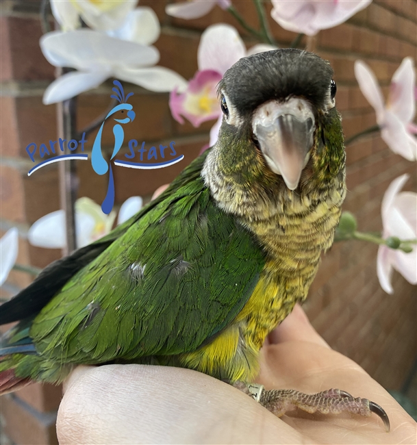 Green Cheek Conure - Yellow Sided - Male