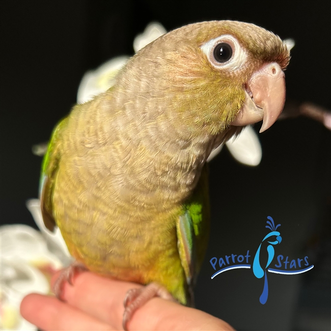 Green Cheek Conure - Cinnamon - Female