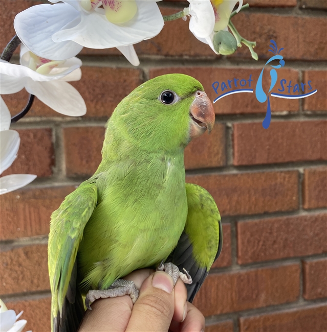 African Ringneck Parakeet - Female