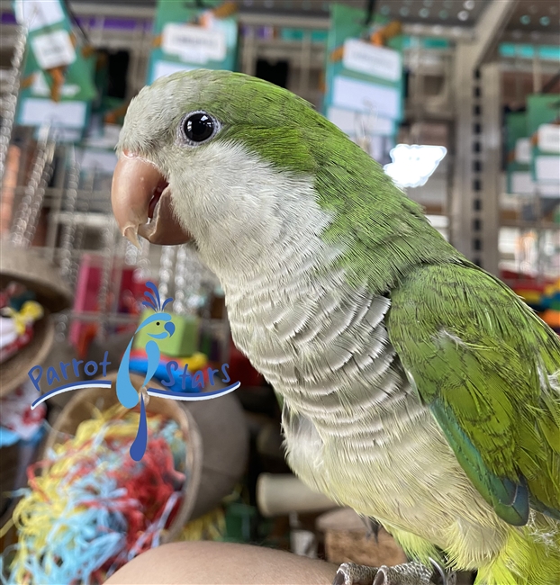 Quaker - Green - Female