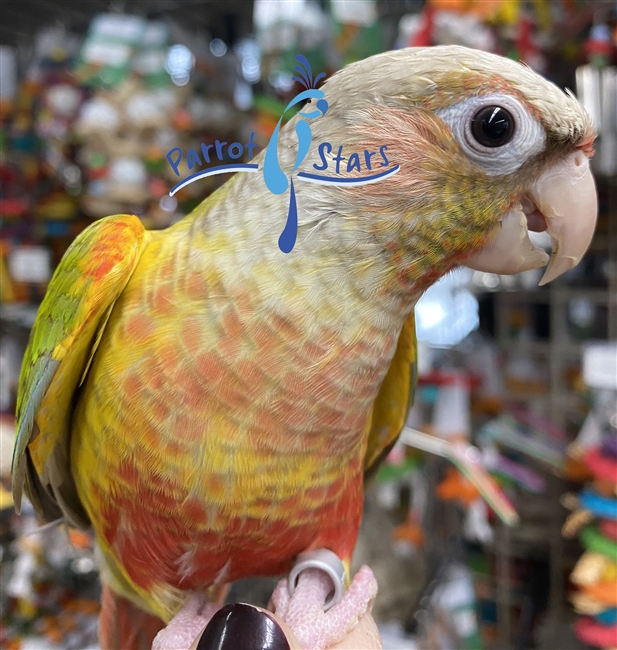 Green Cheek Conure - Pineapple