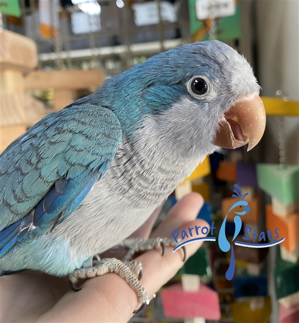 Quaker - Blue - Male