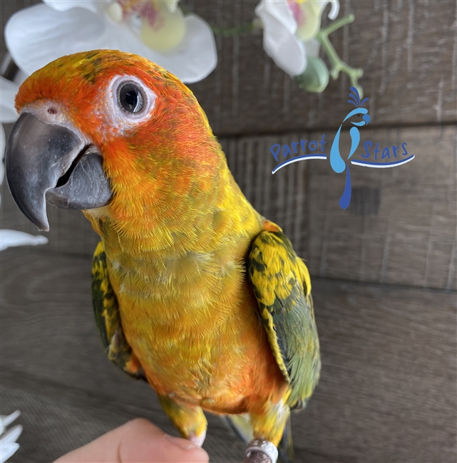 Sun Conure - Male