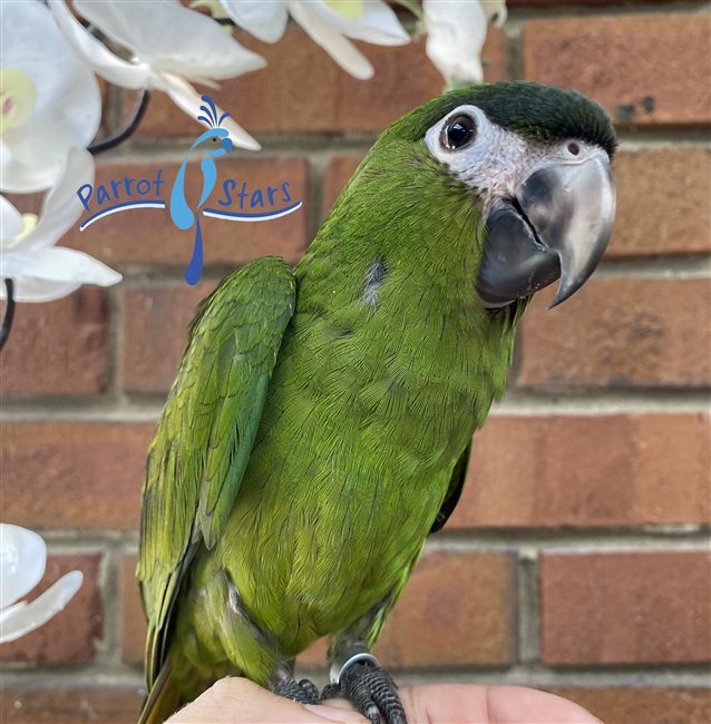 Hahn's Macaw - Female