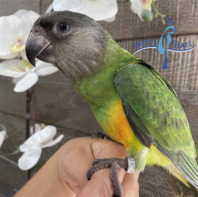 Senegal Parrot - Parrot Stars