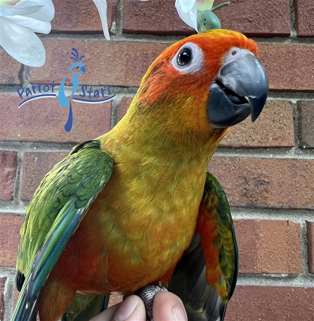 Sun Conure - Female