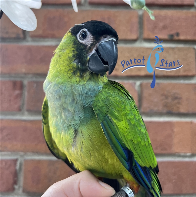 Nanday Conure - Female