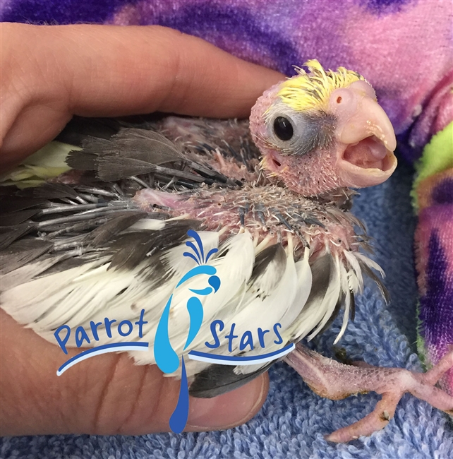 Cockatiel - Grey Pied