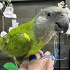 Senegal Parrot - Parrot Stars