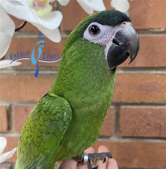 Hahn's Macaw - Male