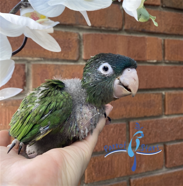 Blue Crowned Conure - Male