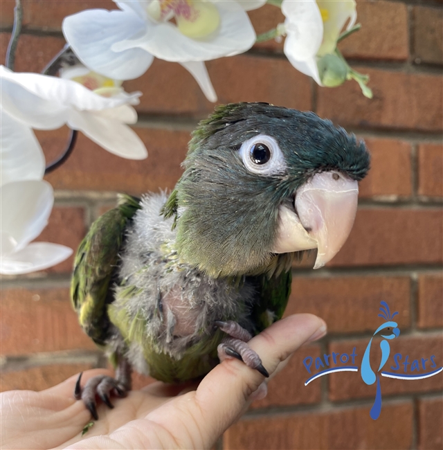 Blue Crowned Conure - Male
