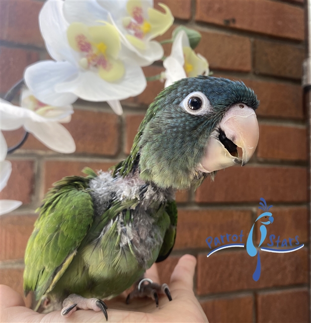 Blue Crowned Conure - Female
