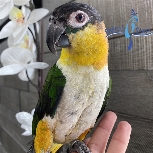 Black Headed Caique - Female