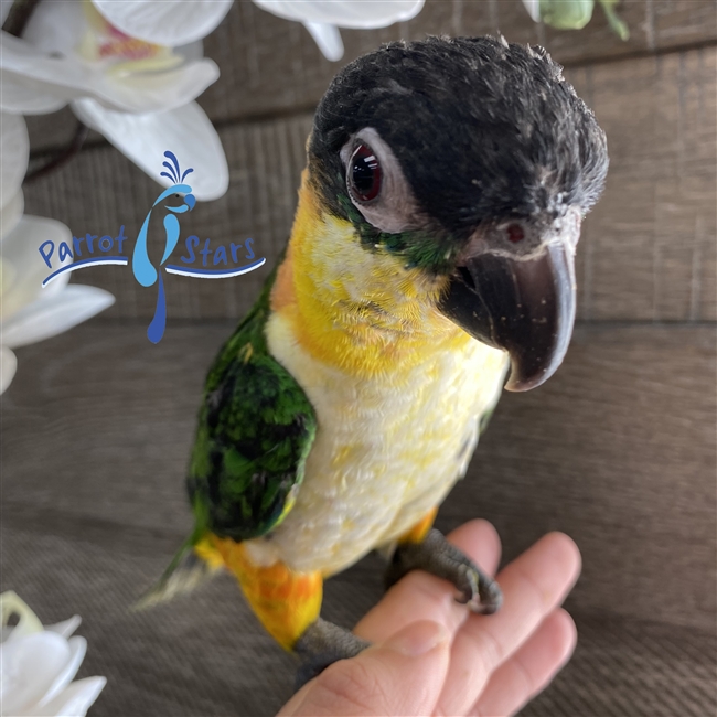 Black Headed Caique - Male