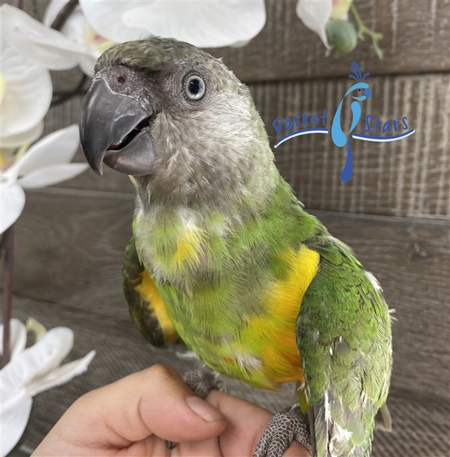 Senegal Parrot - Parrot Stars