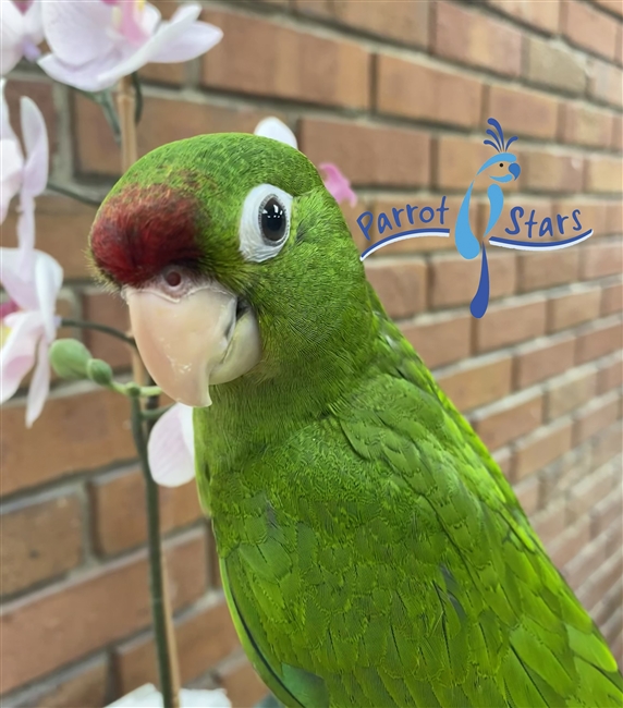 Mitred Conure Hybrid - Male