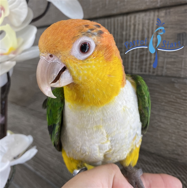 White Bellied Caique - Female