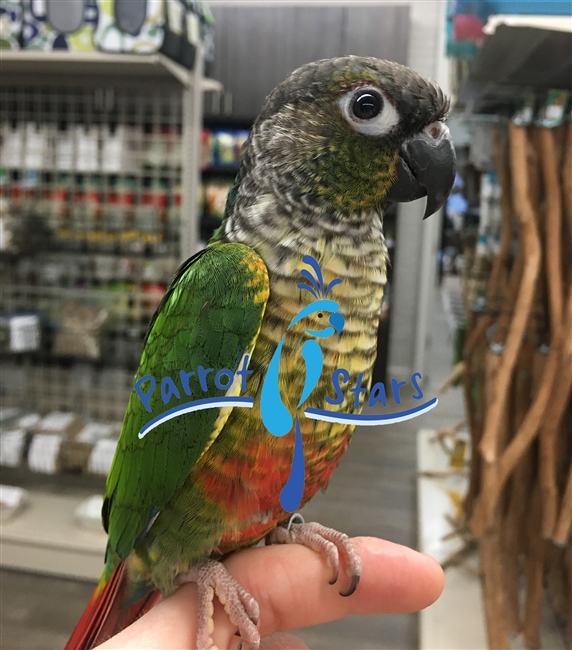 Green Cheek Conure - Yellow Side