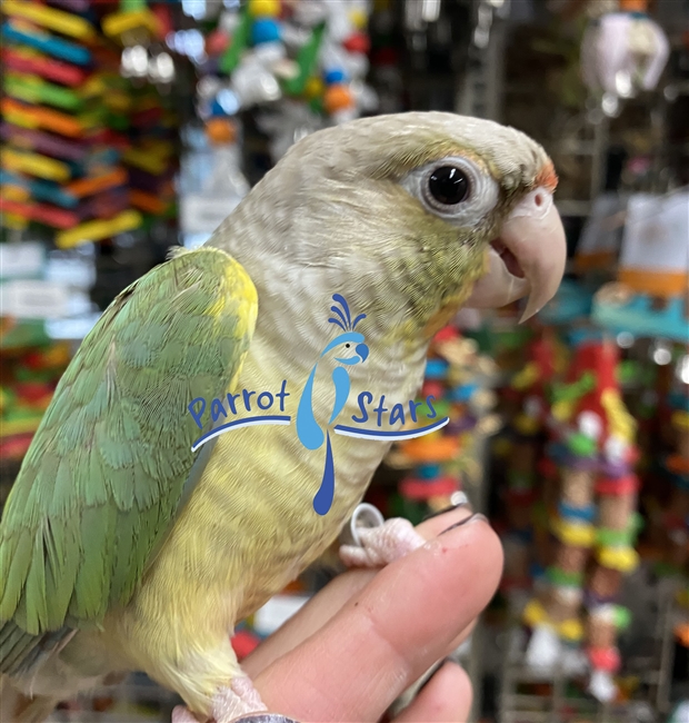 Green Cheek Conure - Turquoise Pineapple - Female