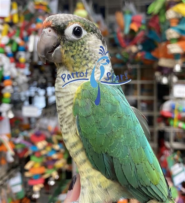 Green Cheek Conure - Turquoise Yellow Side - Male