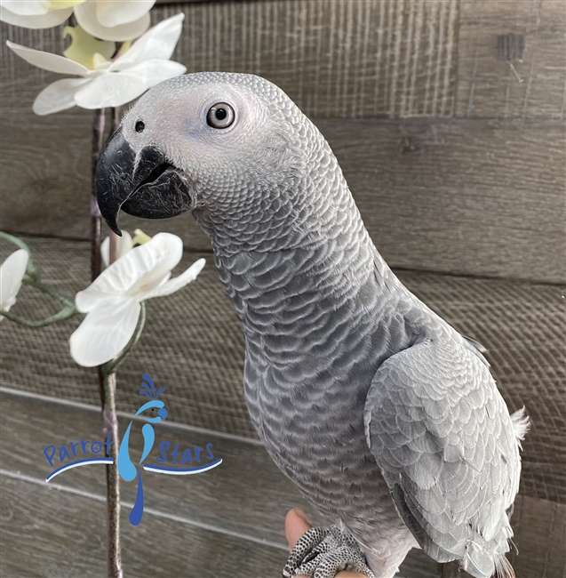 Congo African Grey - Male