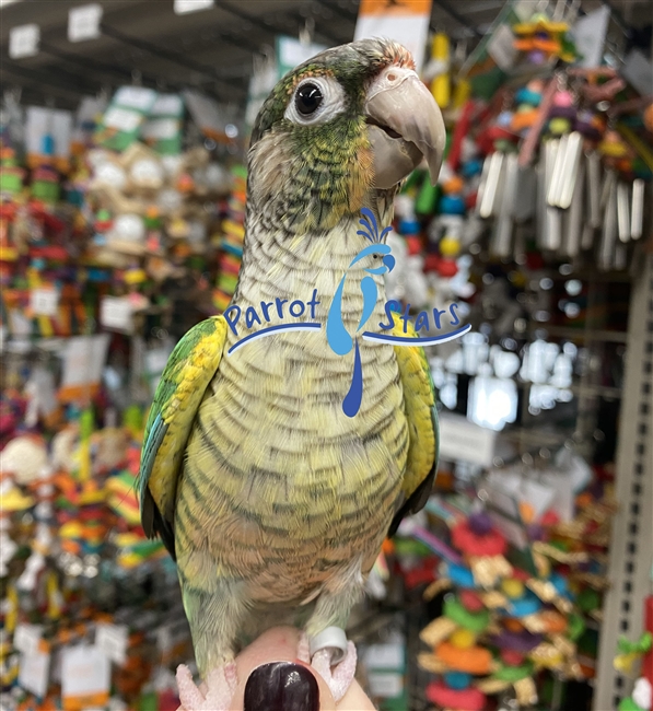 Green Cheek Conure - Turquoise Yellow Side - Male