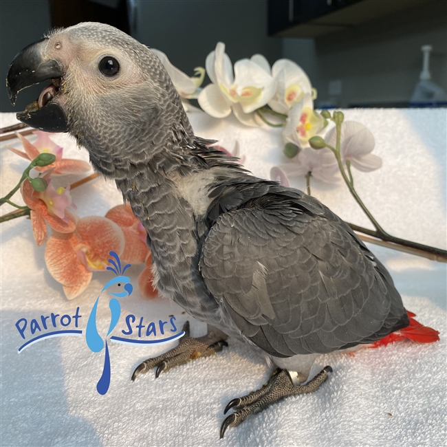 Congo African Grey - Male