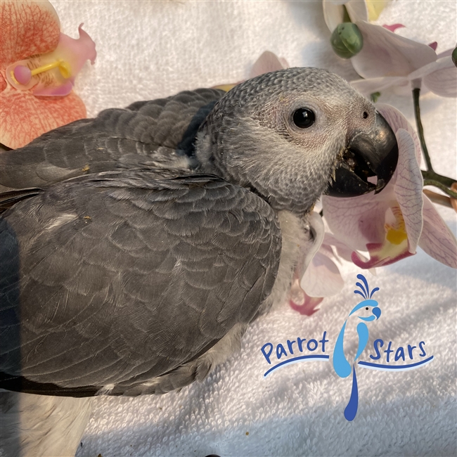 Congo African Grey - Female