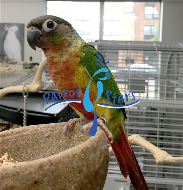 Green Cheek Conure - Yellow Side