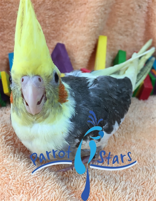 Cockatiel - Grey Pied