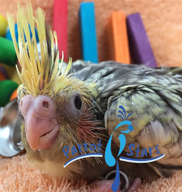 Cockatiel - Grey Pearl