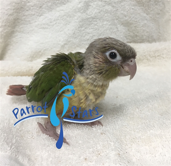 Green Cheek Conure - Cinnamon