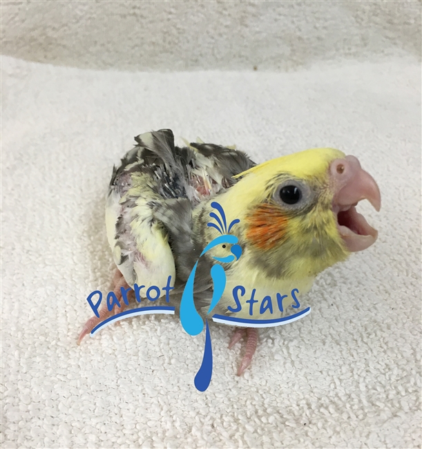 Cockatiel - Grey Pied